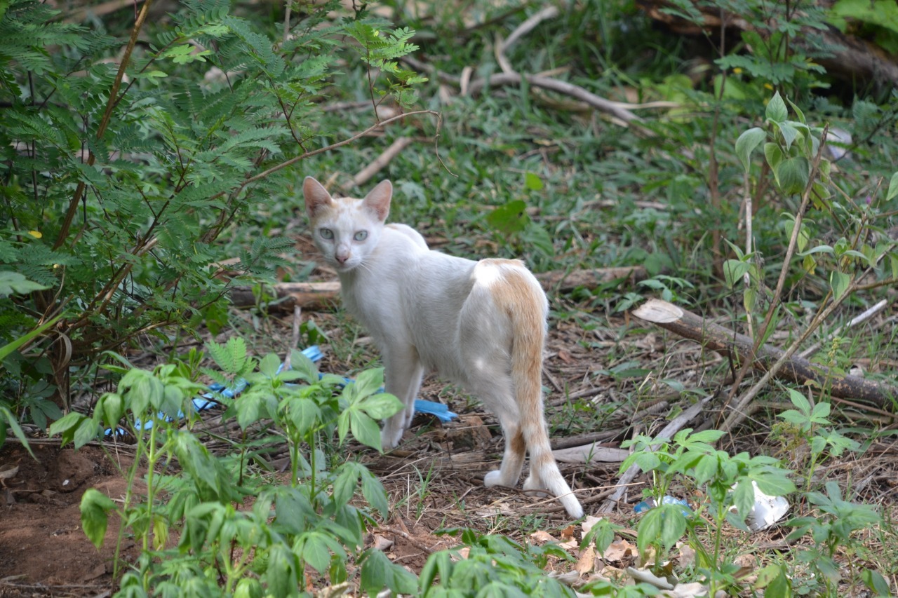 Um dos animais flagrado sozinho nesta segnda-feira. (Foto: Divulgação/Abrigo dos Bichos)