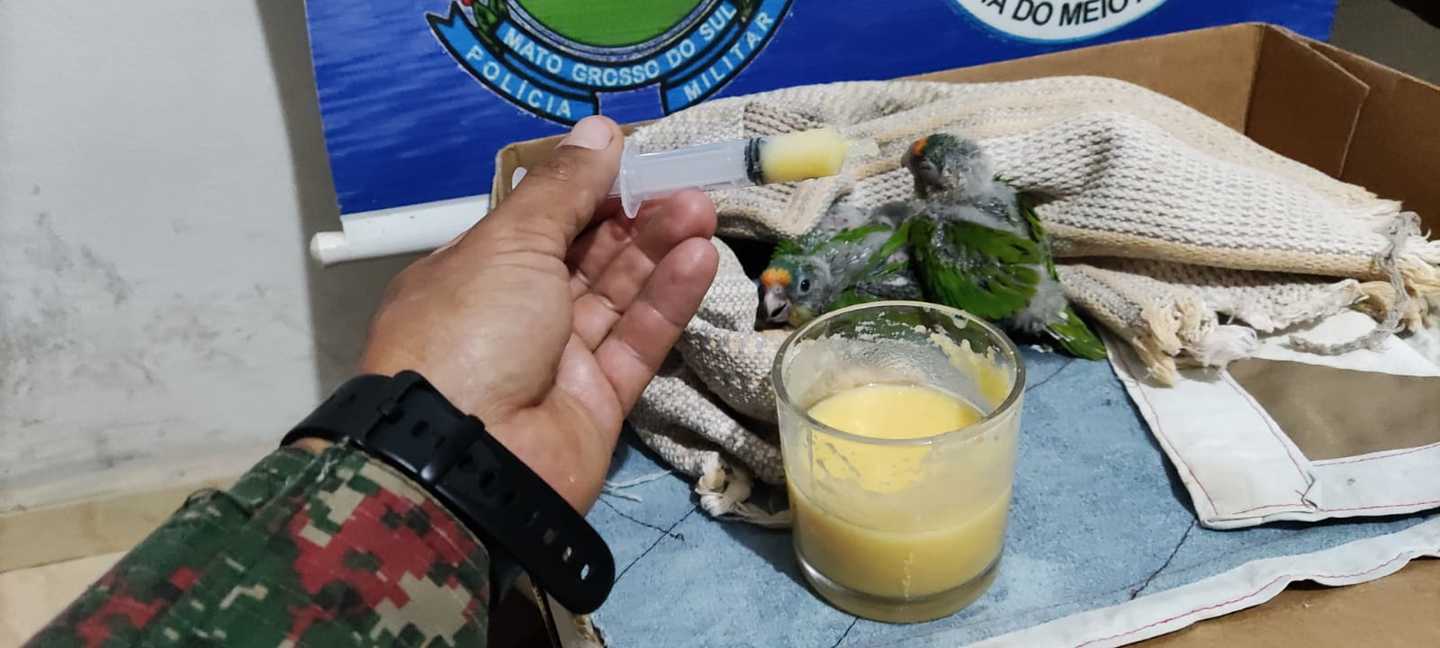 Filhotinhos estão recebendo os primeiros cuidados dos policiais militares