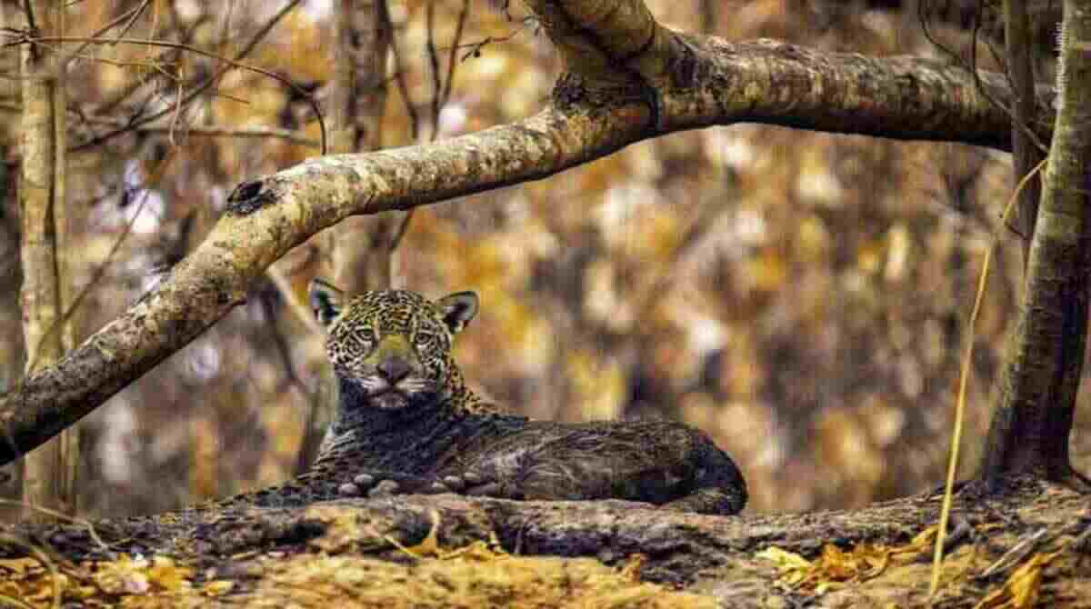 Jaguar das cinzas 