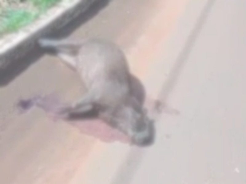 Animal foi encontrado por uma mulher que passeava com sua filha