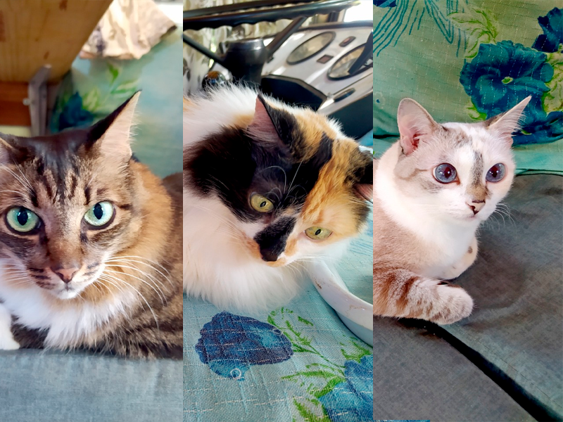 Os três gatos são os companheiros de viagem do casal