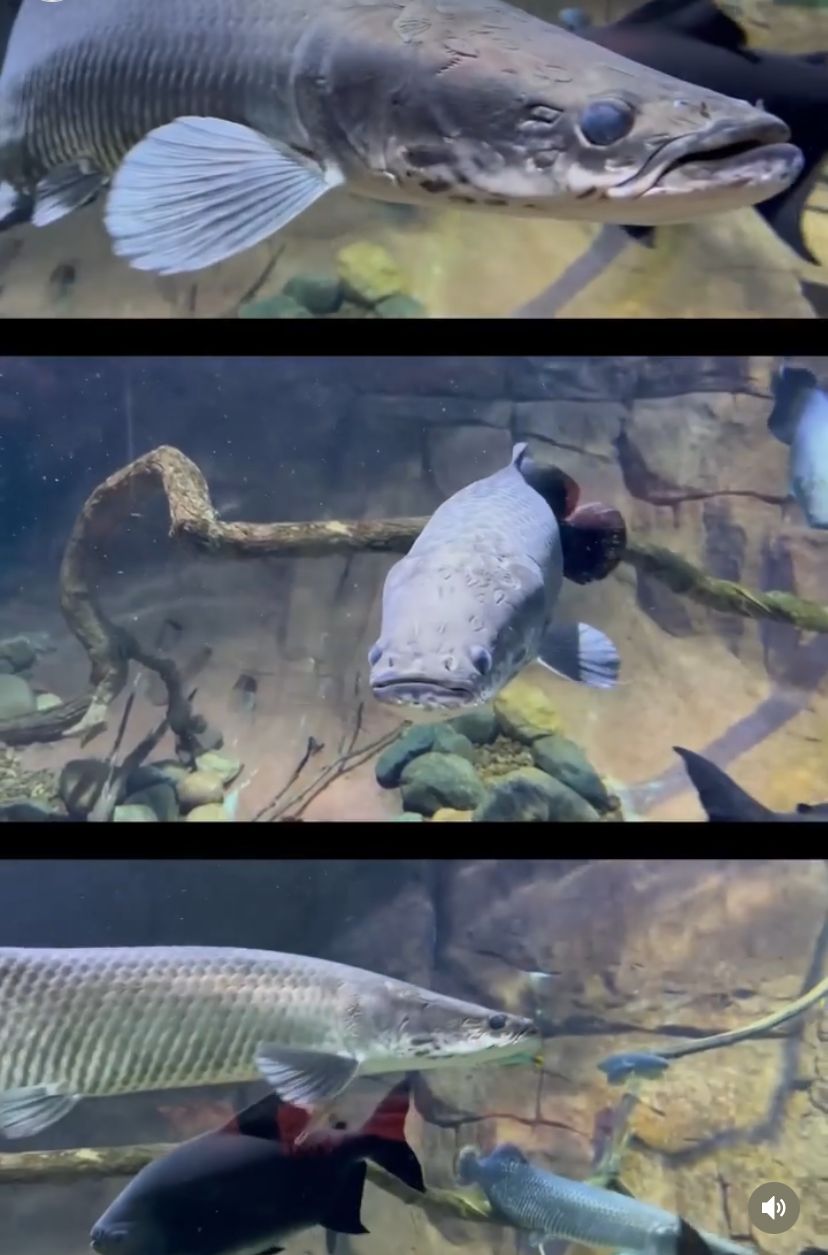 Pirarucus no Bioparque