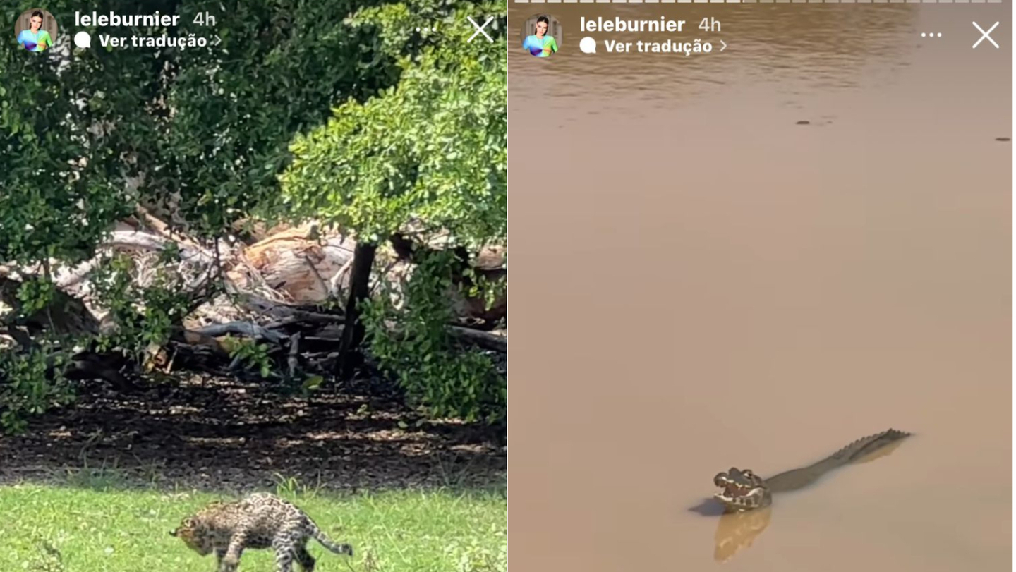 Lelê avistou espécies no onçafari