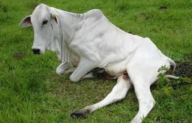 Raiva bovina atinge gado na região de Anastácio