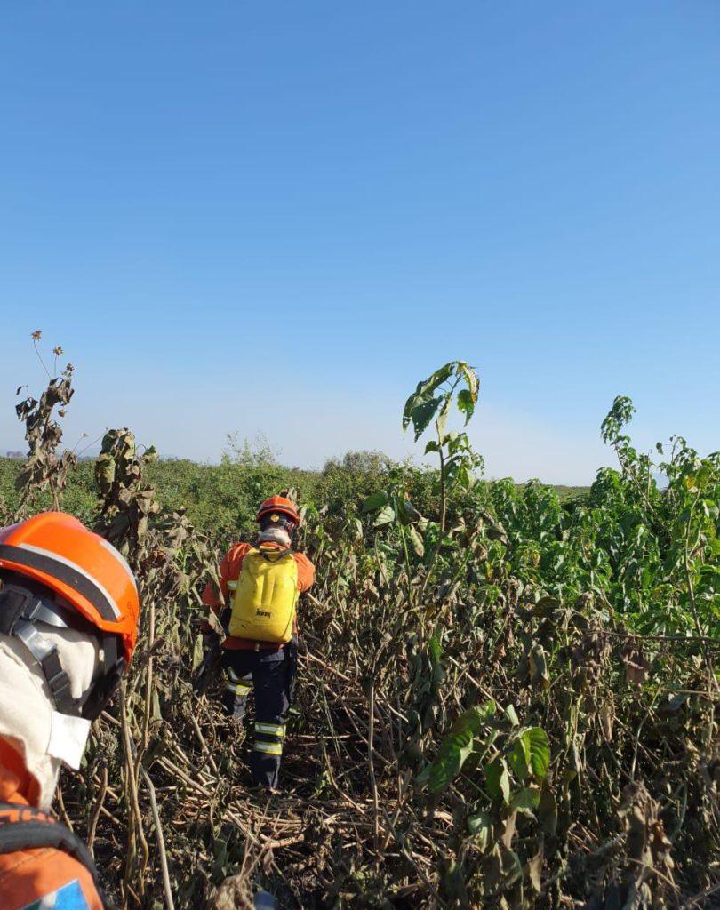 atuacao bombeiros pantanal 2024_ divulgacao CBMMS 810x1024