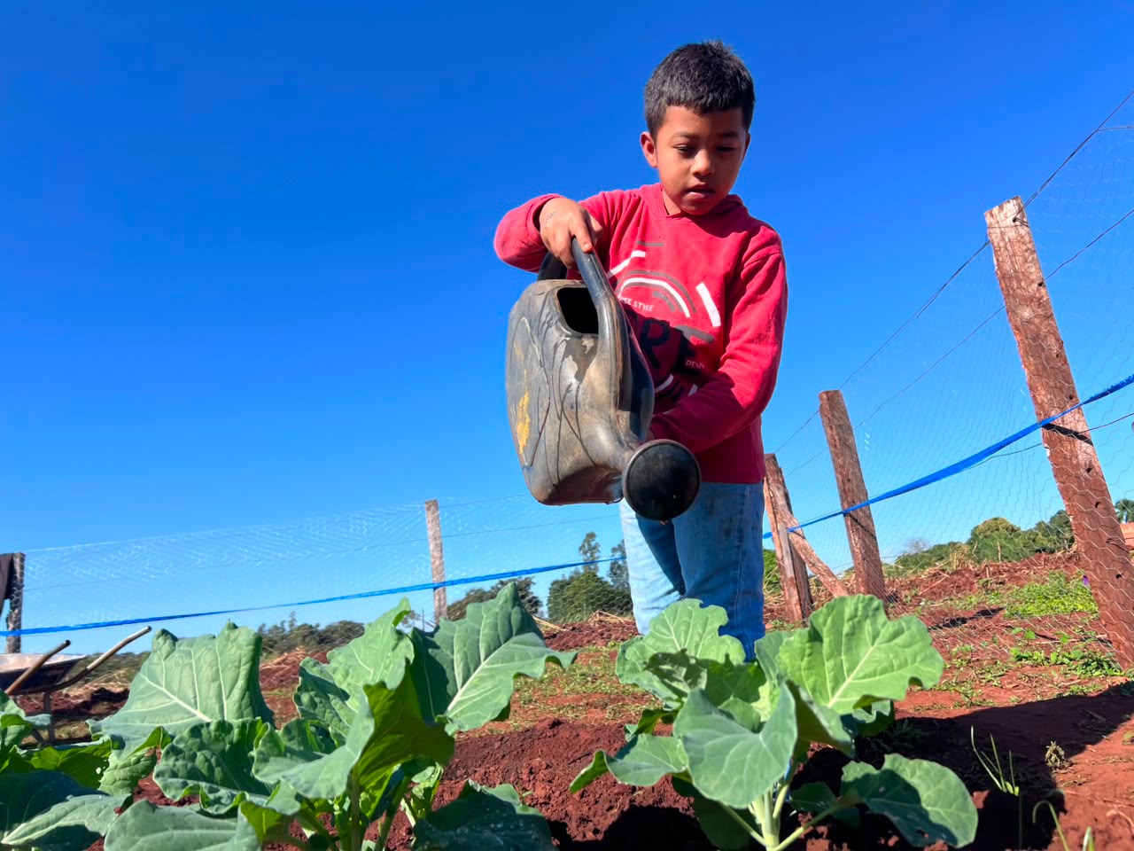 Estudantes cultivam hortaliças que abastecem merenda em escola de Nioaque4