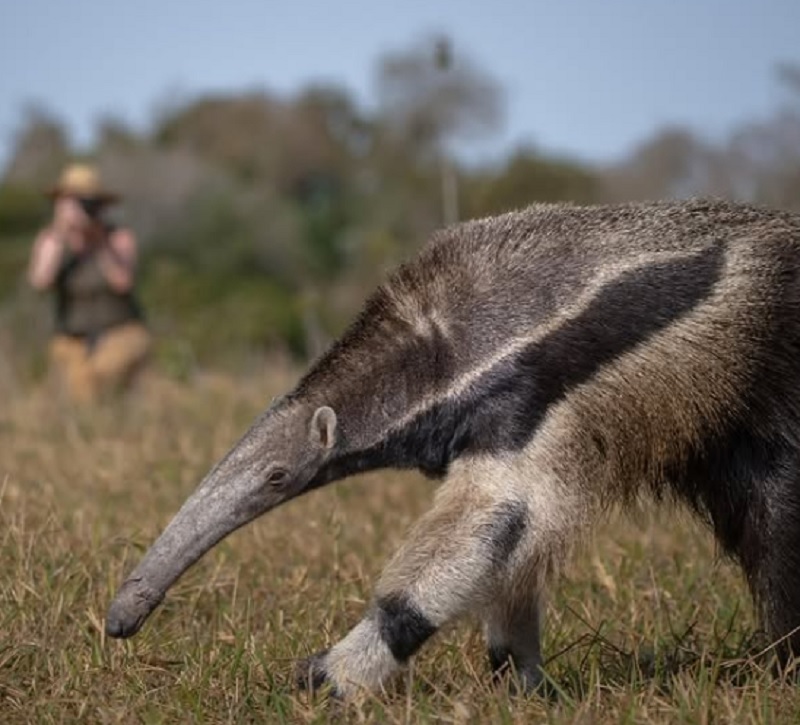 Fazenda relembra trabalho de Lydia no Pantanal de Aquidauana
