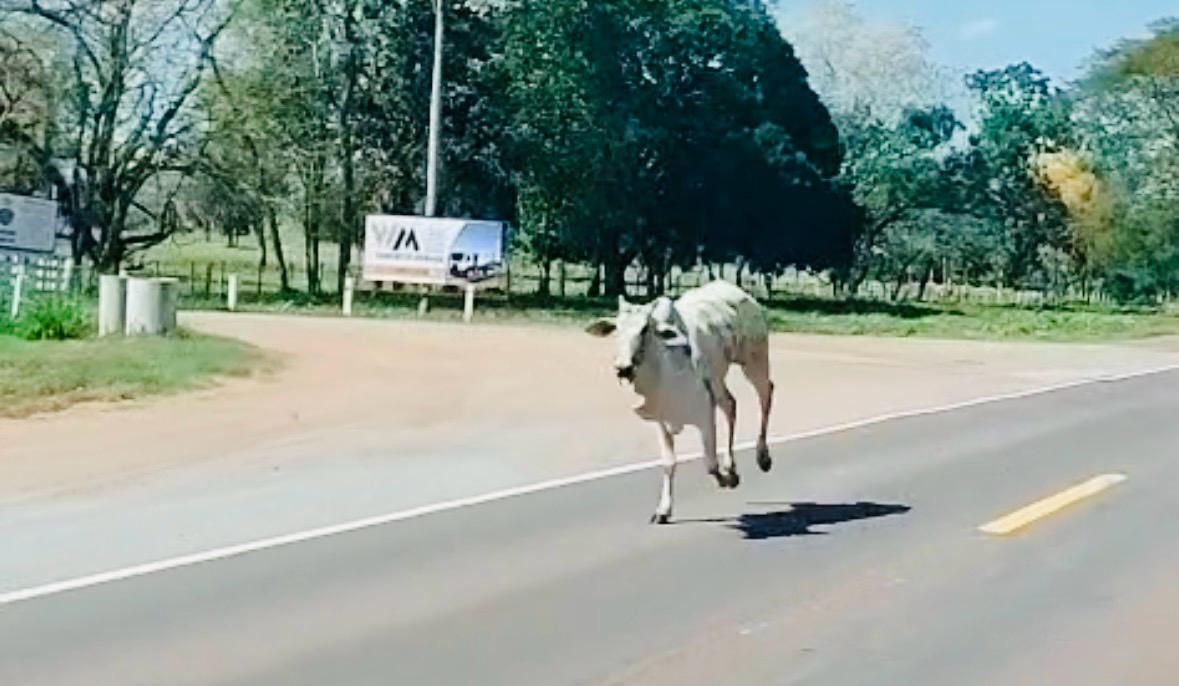 Caminhão boiadeiro tomba na BR 262 e animais se espalham na rodovia