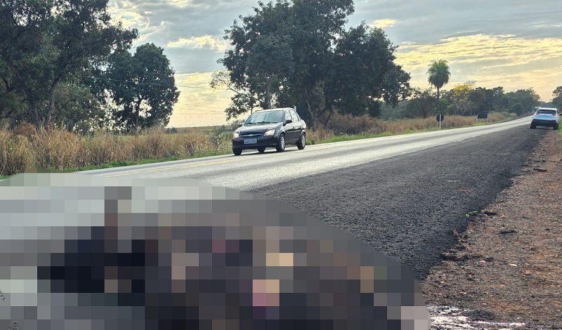 Vaca morreu com o impacto da batida